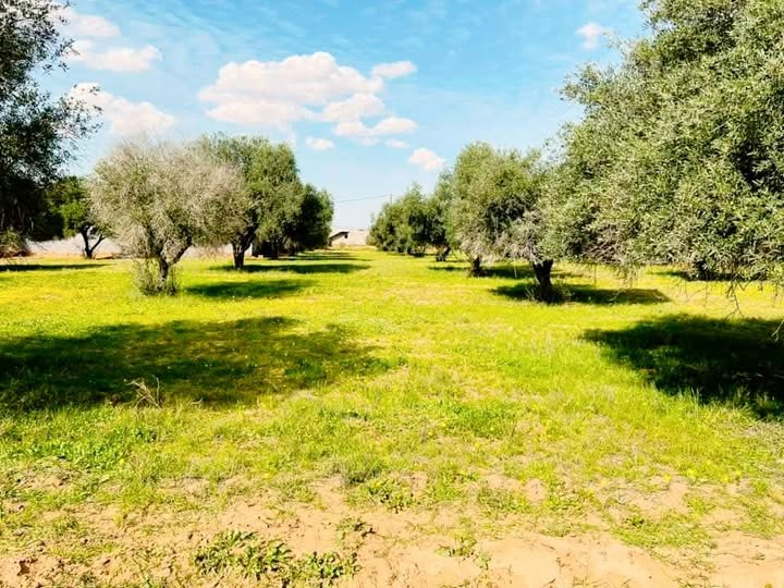 صورة من إعلان: أرض للبيع على اوتستراد دمشق درعا الدولي (1)