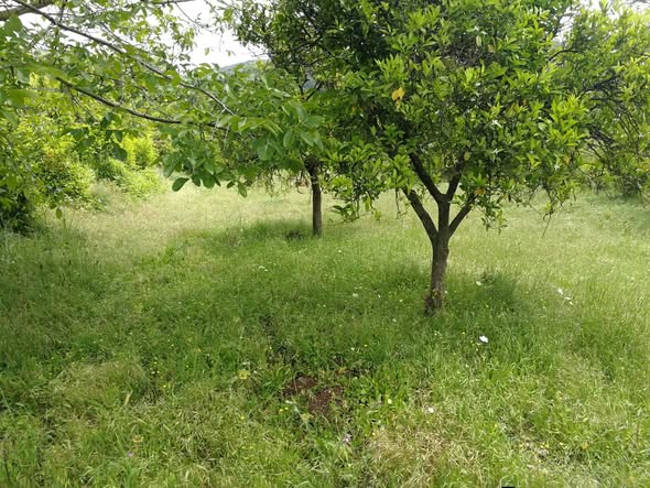 صورة من إعلان: أرض للبيع (1)